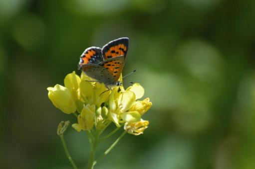 菜の花とベニシジミ 菜の花,黄色,春の写真素材