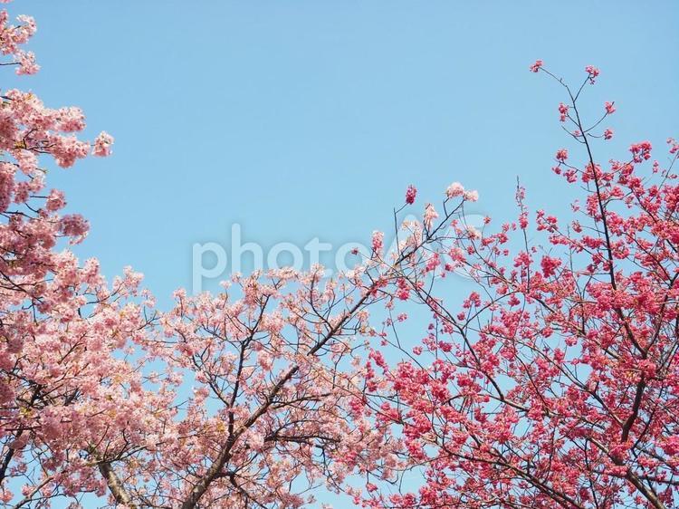 桜のフレーム 桜,サクラ,春の写真素材