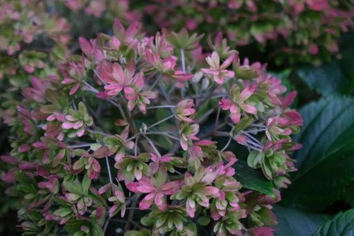 紫陽花 紫陽花の写真