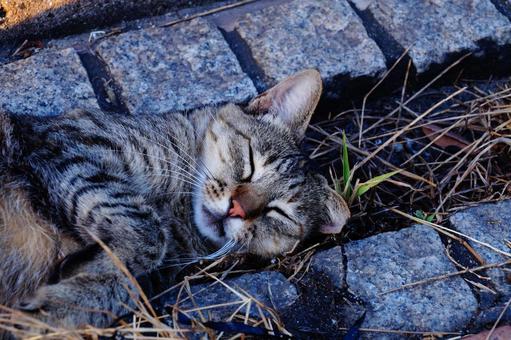 Sleeping cat, JPG Sleeping cat, JPG