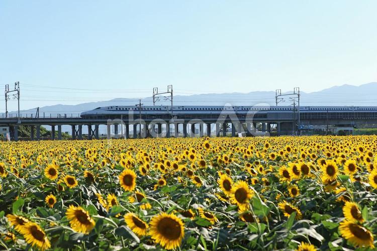 新幹線とひまわり畑 03 2017年8月 ひまわり,向日葵,新幹線の写真素材