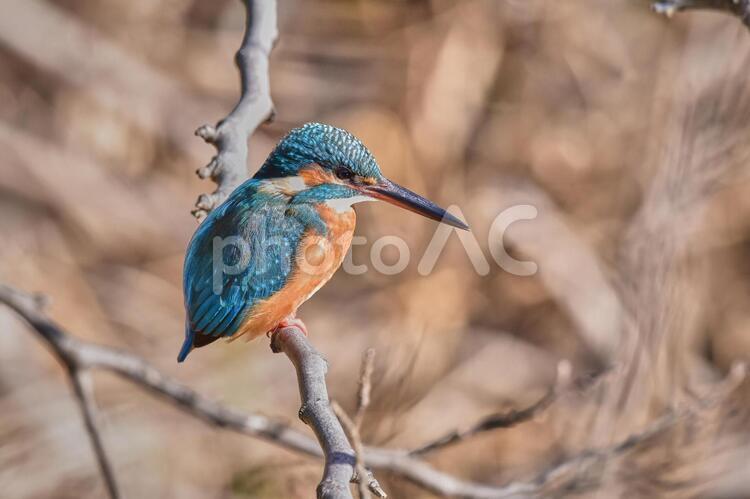 枝にとまるカワセミ 冬,春,野鳥の写真素材