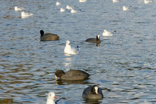 Coots and black-headed gulls floating on the surface of a winter lake, JPG