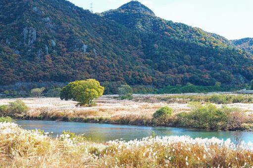 晩秋の黄金色の河原の景色 晩秋の黄金色の河原の景色の写真