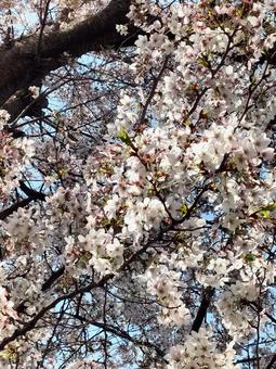 桜-1 桜,千葉県,春の写真素材