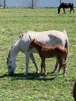 農場 農場,雌馬,うまの写真素材