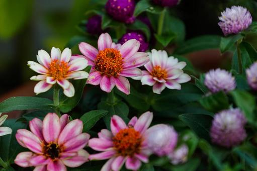 鉢植えのジニアの写真