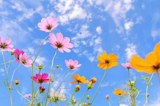 コスモスと青空 コスモスと青空 コスモス,秋,花の写真素材