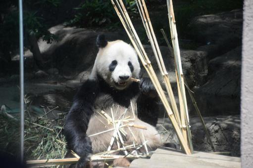 Photo, panda, animal, living things, 