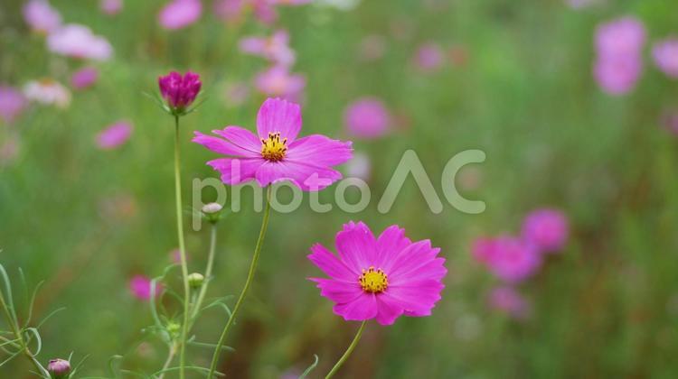 秋に咲く憩いの花、コスモス コスモス,秋,10月の写真素材
