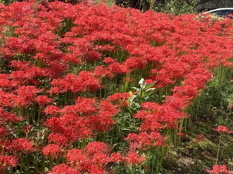 彼岸花 彼岸花 花,曼珠沙華,彼岸花の写真素材