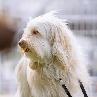 Photo, dog, labradoodle, popularity, 