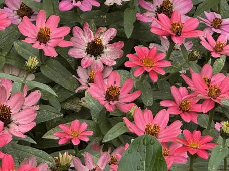 秋の花 秋の花 秋の花,秋,10月の写真素材