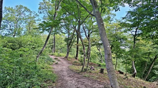 青空と登山道 青空と登山道 登山道,登山,トレッキングの写真素材