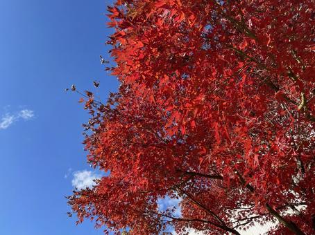 もみじの紅葉 モミジ,紅葉,秋の写真素材