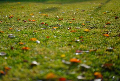 Scenery of fallen leaves 2, JPG