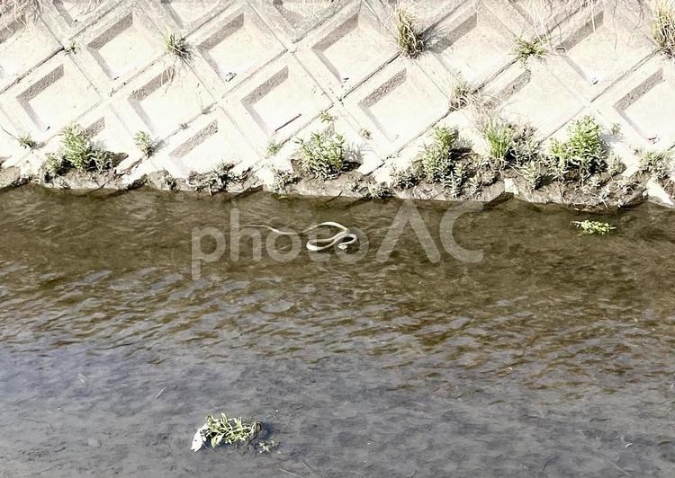 川上から流れる蛇 蛇,川,水の写真素材