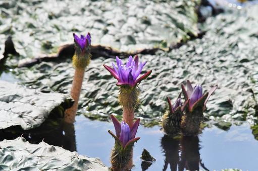 オニバスの花 オニバスの花の写真