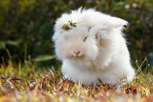 ペットのうさぎ うさぎ,ペット,干支の写真素材