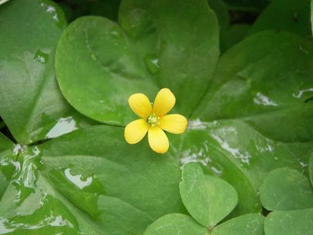 庭の草の花 庭の草の花の写真