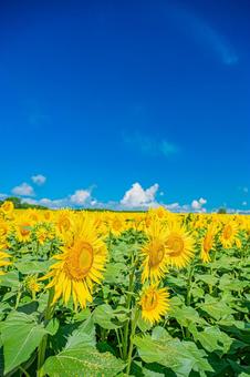 北海道 北竜町ひまわりの里 北海道 北竜町ひまわりの里 北海道,日本,北竜の写真素材