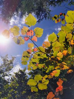 秋の葉葉葉 秋,もみじ,自然の写真素材