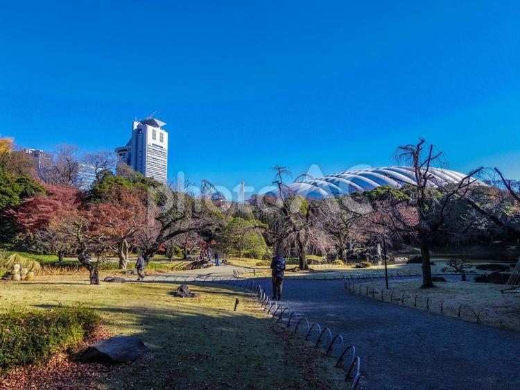 【東京都】文京区・小石川後楽園 小石川後楽園,紅葉,水道橋の写真素材