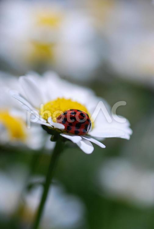 ノースポールの花とテントウムシ テントウムシ,てんとう虫,ノースポールの写真素材