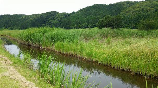 水路 水路,草,水の写真素材