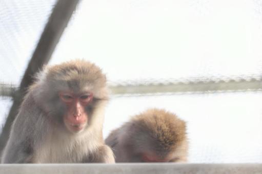 サル サルの写真