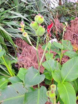 ハナカンナの実 ハナカンナ,実,植物の写真素材