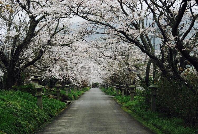 桜並木 桜並木,春,桜の写真素材