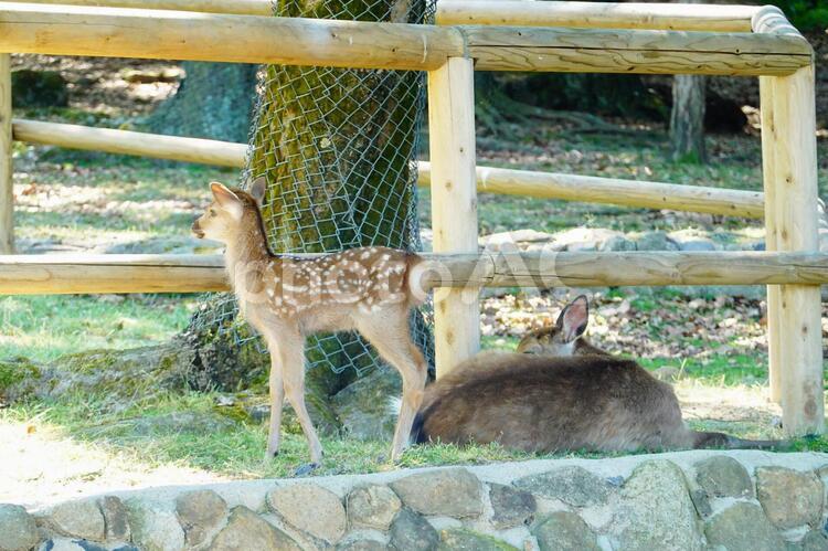 奈良　鹿の親子の風景 かわいい,カワイイ,可愛いの写真素材
