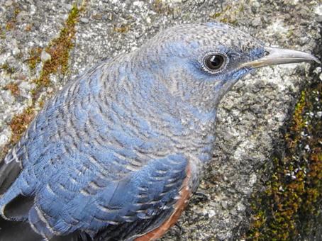 イソヒヨドリ イソヒヨドリの写真