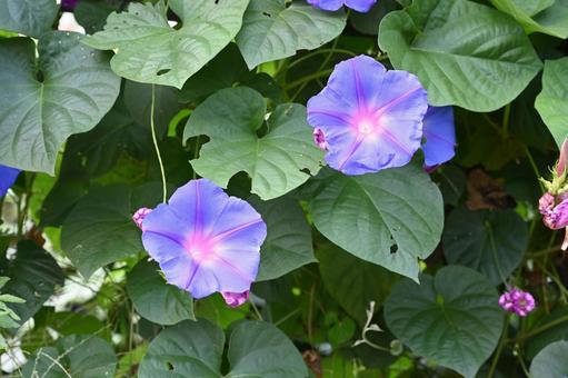 希望の丘農園で撮った朝顔の花 希望の丘農園で撮った朝顔の花 クローズアップ,朝顔,アサガオの写真素材