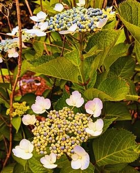 紫陽花2 紫陽花2 紫陽花,あじさい,ピンクの写真素材