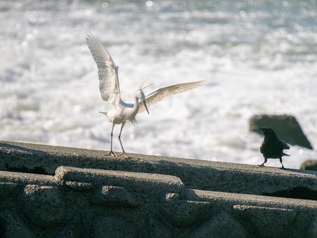水辺のコサギとカラス 水辺のコサギとカラスの写真