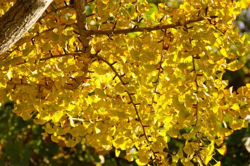 黄葉したイチョウの木 イチョウ,木,ギンナンの写真素材