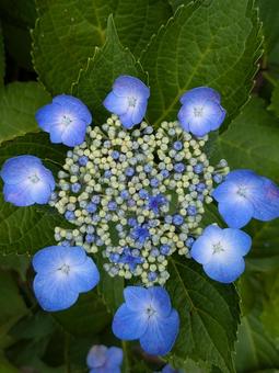 紫陽花 紫陽花の写真