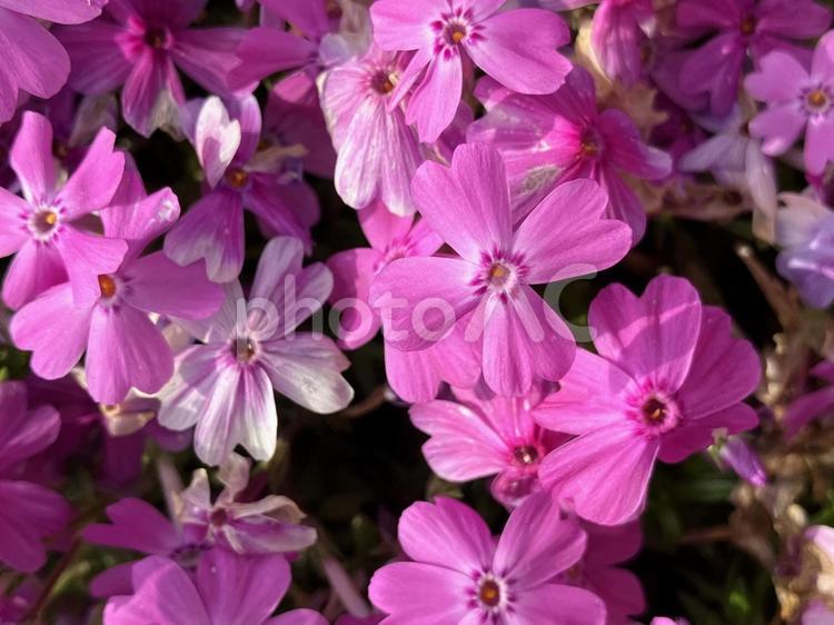 芝桜　花　ラッキー芝桜 芝桜,シバザクラ,しばざくらの写真素材