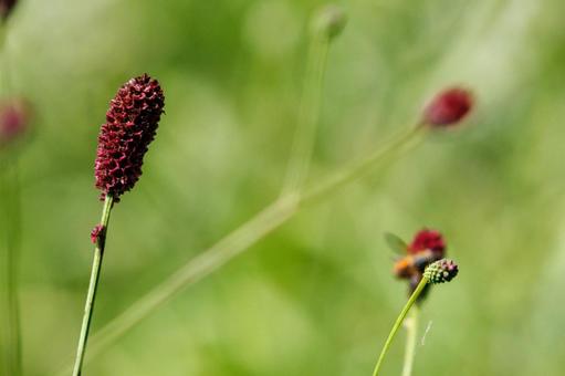 夏の終わりを告げるワレモコウ 植物,花,自然の写真素材