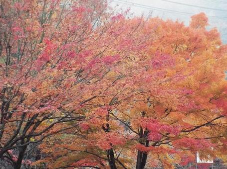 【紅葉写真】美しい紅葉 紅葉,自然,風景の写真素材
