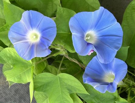 朝顔 朝顔 朝顔,アサガオ,あさがおの写真素材