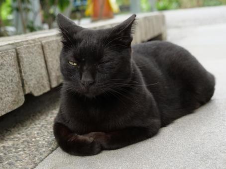 台湾 駅 野良猫 台湾 駅 野良猫 野良猫,地域猫,猫の写真素材