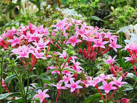 サンタンカの写真