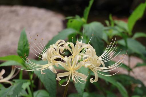 シロバナマンジュシャゲの花のアップ シロバナマンジュシャゲ,花,アップの写真素材