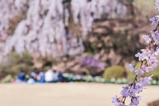 春の公園の風景 春の公園の風景の写真