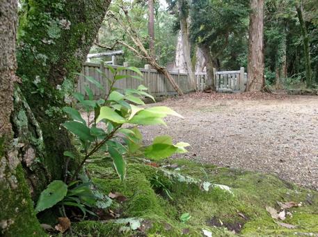 苔の生すまで コケ,自然,神社の写真素材