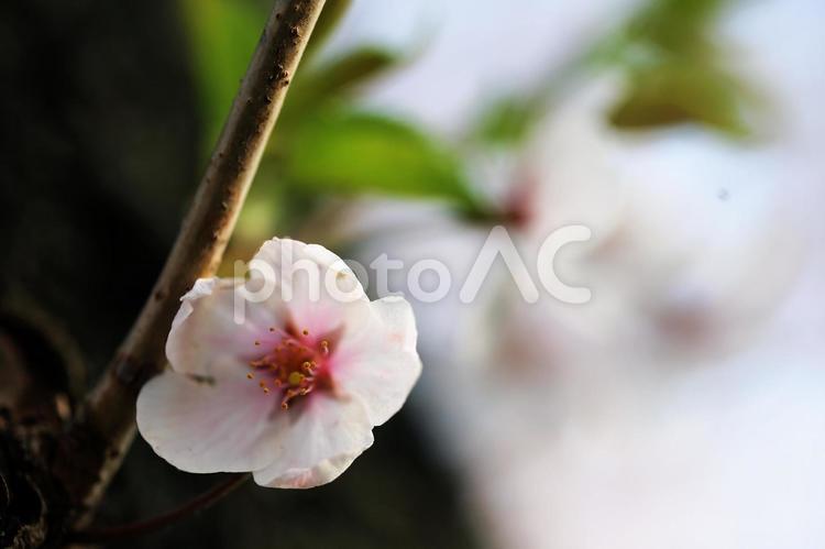 函館五稜郭公園のさくらのクローズアップ ピンク,かわいい,自然の写真素材