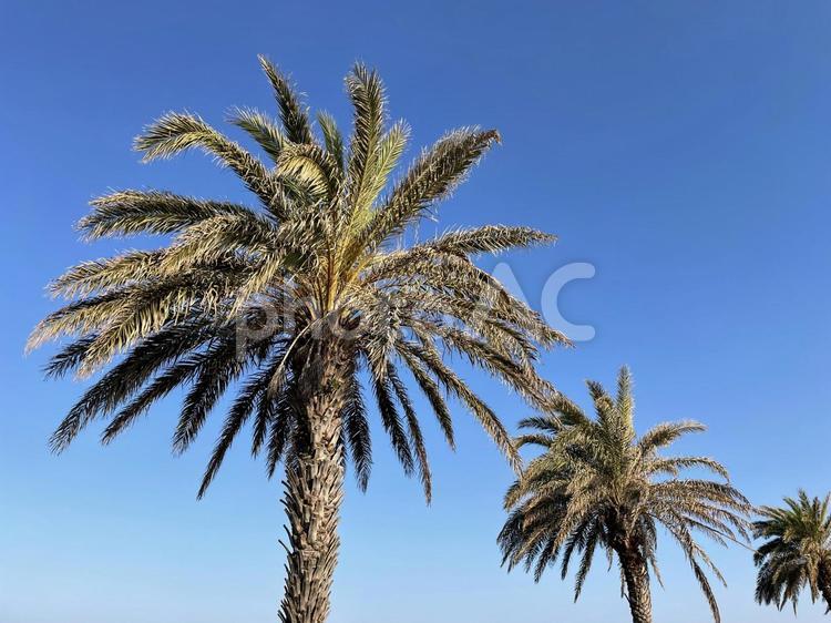 ヤシの木 ヤシの木,空,青空の写真素材